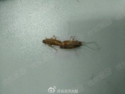 什么蟑螂药最好用?杀幼虫的那种
