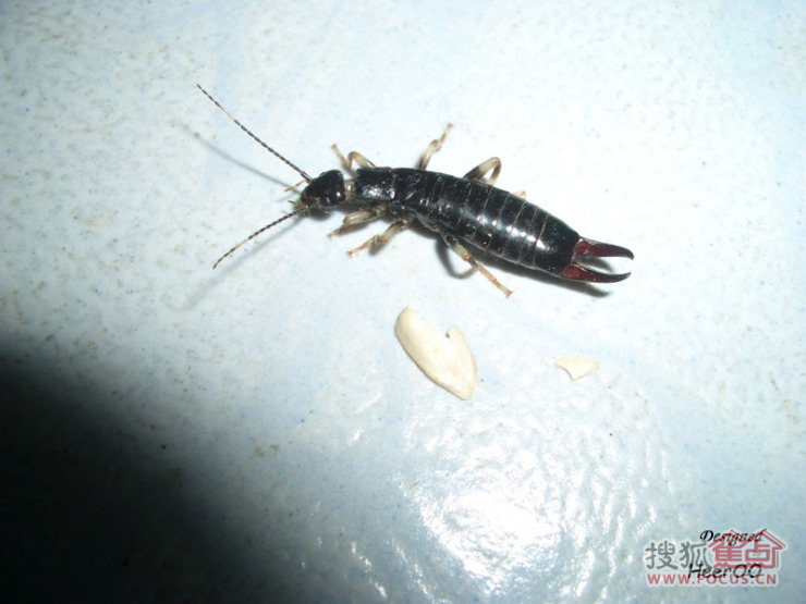 谁家地下经常看见"火夹子"呀?