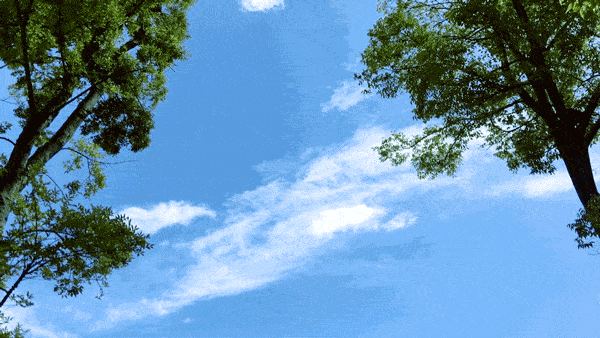 默默的爱上了太阳        花猜透秘密而微笑        树叶则窃窃