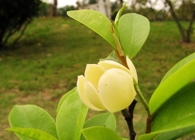 含笑花的养植方法含笑花的养植注意事项