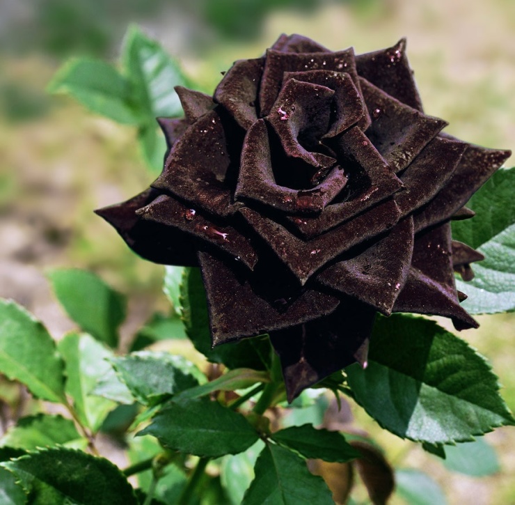黑玫瑰花语是什么黑玫瑰另类的含义