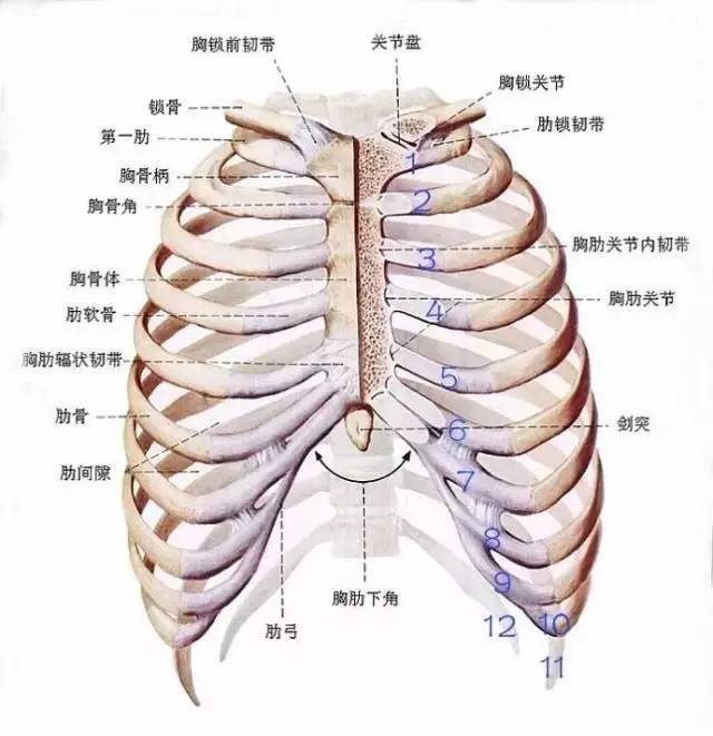 所以肋骨外翻到底是什么?