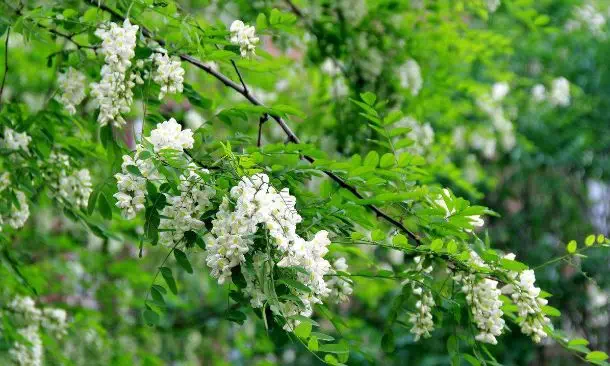 3-5月,地点,永寿云集生态园"赏槐花,游槐林,尝槐蜜"活动(时间:5