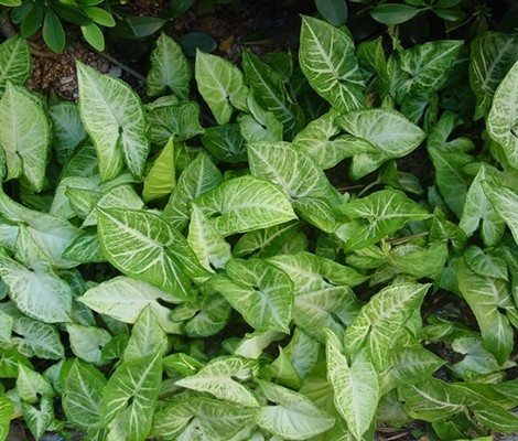 7.粉蝶合果芋