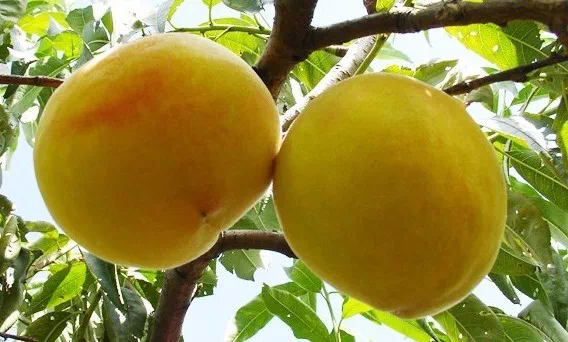 抚宁黄桃