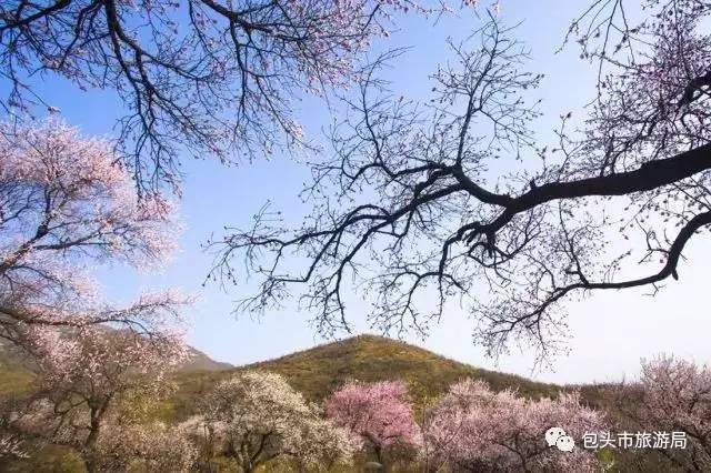 美岱召:景区内 土右旗大雁滩景区 东河槽两侧景观带 还有 赏连翘花处