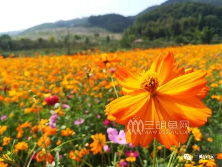 图来源:鱼友@左手牵右手啦 清流桂花园清香阵阵 清流县林畲乡的"中华
