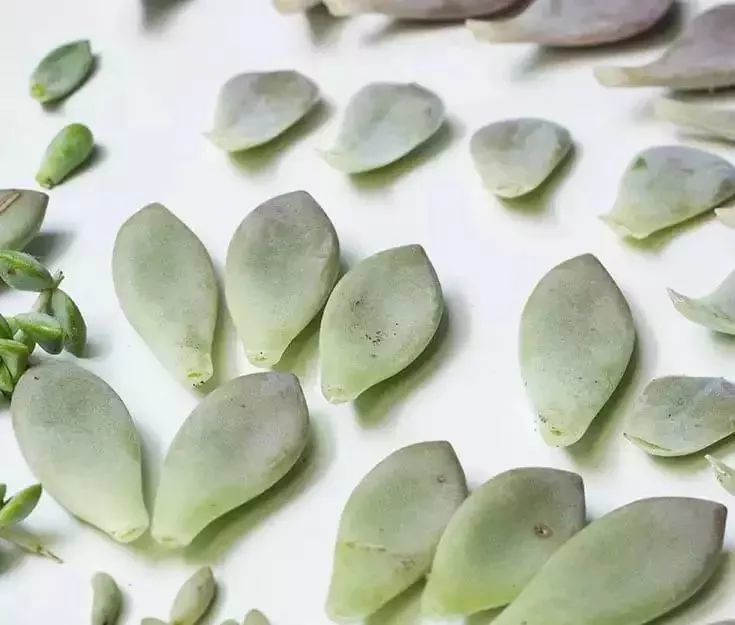 生活宝典多肉叶子掉了赶紧这样做1周就生根一片变十盆