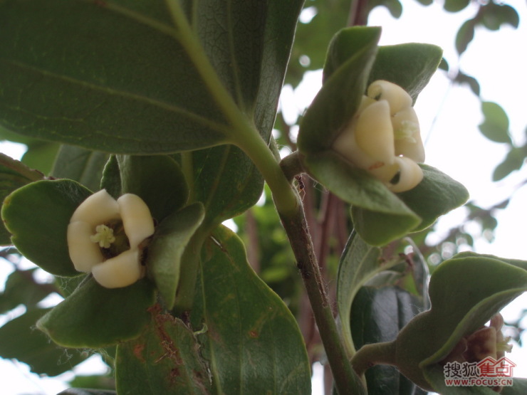 圖柿子花開