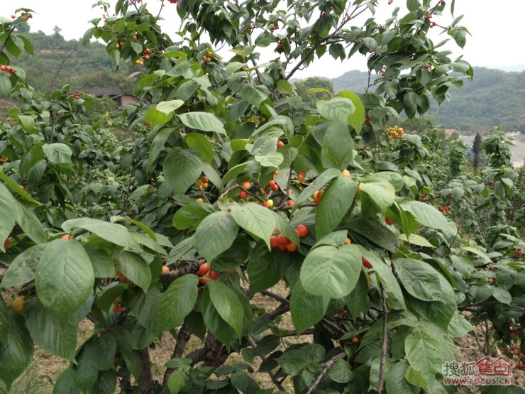 圖:渝北玉峰山櫻桃基地摘櫻桃(0331拍攝)-重慶搜狐焦點