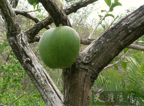 图片你见过树上长的西瓜吗快来海南看看