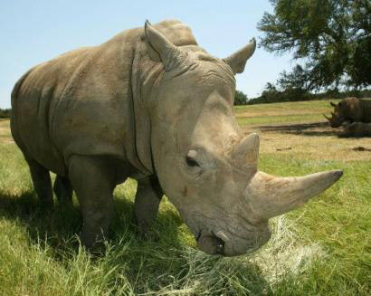 图片你未曾见过的附图阿特拉斯棕熊于1870年灭绝