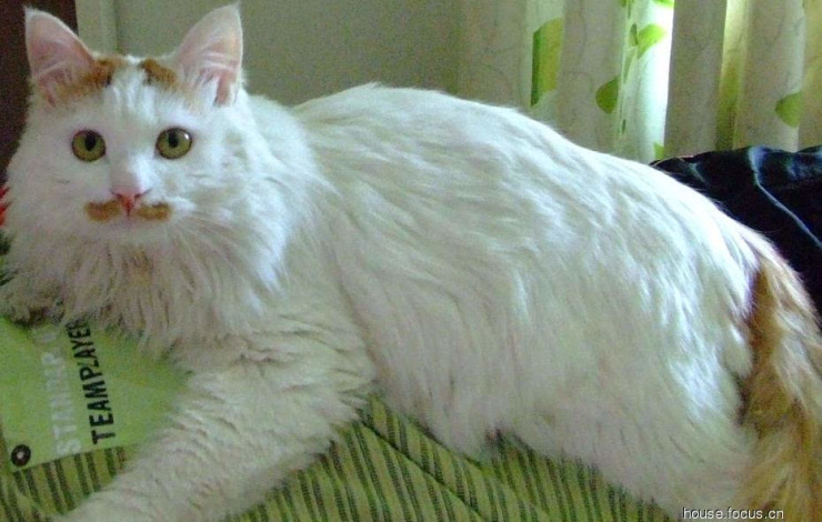 如何画可爱的小花猫 71b4d61e2397ea8f95cf576296cbc2d0.jpg