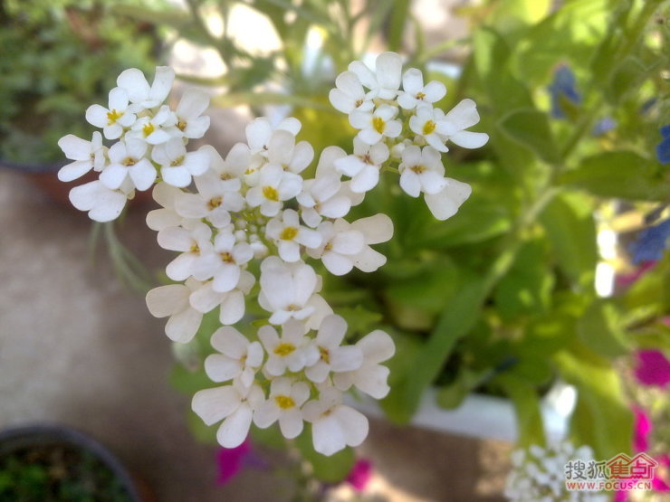图沧海你给的种子开花了