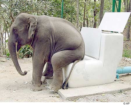 图片:大象坐马桶,「人模人样」!