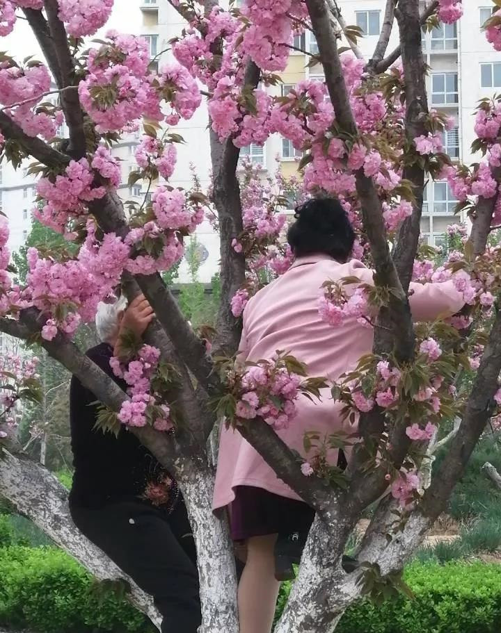 關注▎澇洰河公園櫻花樹上結滿了大媽