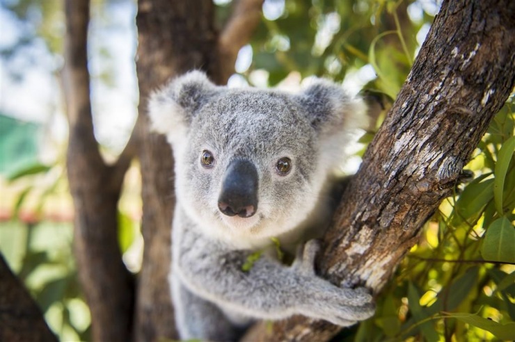 天赐的旅游资源:澳洲的五大独有动物