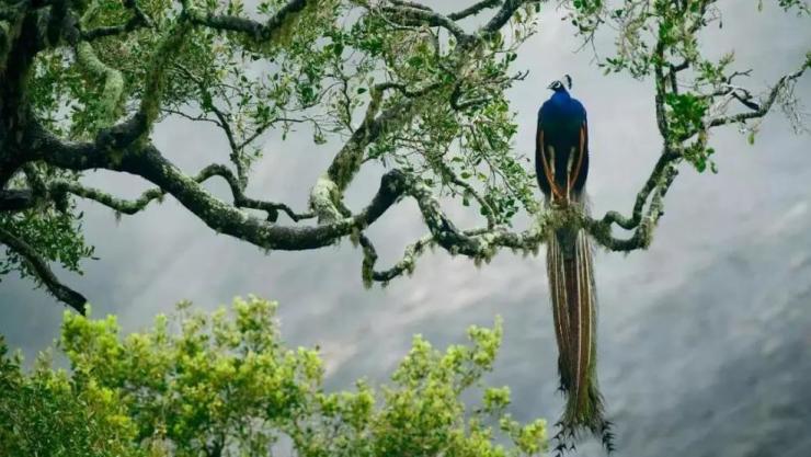 綠野仙蹤百鳥爭鳴