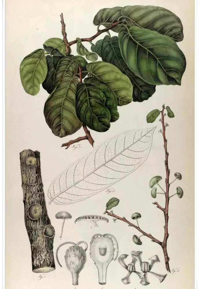 见血封喉又名箭毒木,这个名字一听就很危险.