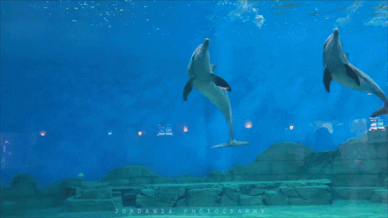 海豚萌团欢乐来袭!1月25日海豚入驻抚仙湖-玉溪楼盘网