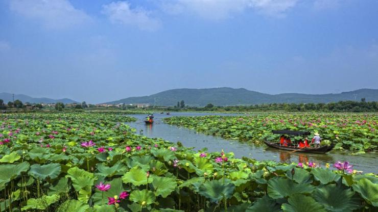 孔雀城之美 夏日荷塘