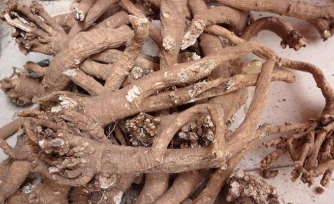 鳖血柴胡苦,微寒.归肝,胆经.