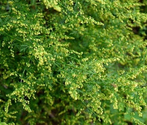 黄花蒿的功效由于黄花蒿含有挥发油以及青蒿素等其它的化合物,因而