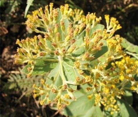 白牛胆简介及功效