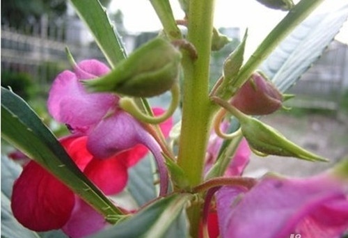 鳳仙花的生長過程鳳仙花的種植栽培方法