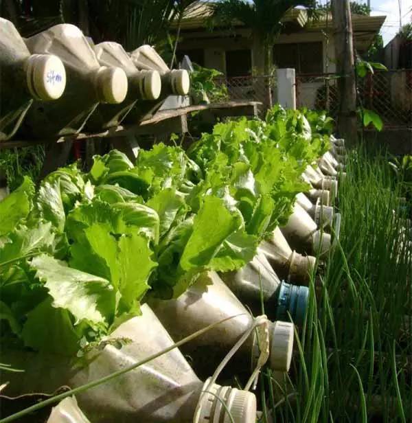 用塑料瓶种菜,自给自足,每个人都可以学会!