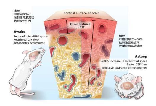 从而得到有力证实:睡眠时候就像用脑脊液洗了个澡,洗掉积累的代谢