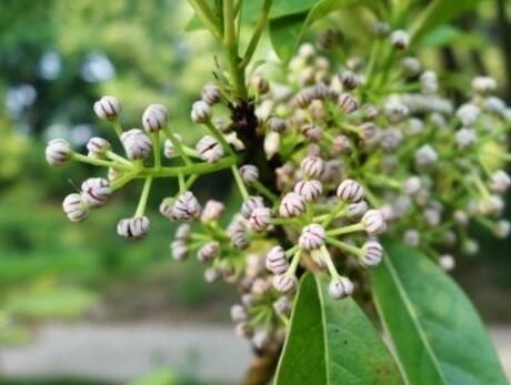 牛耳枫根功效作用介绍