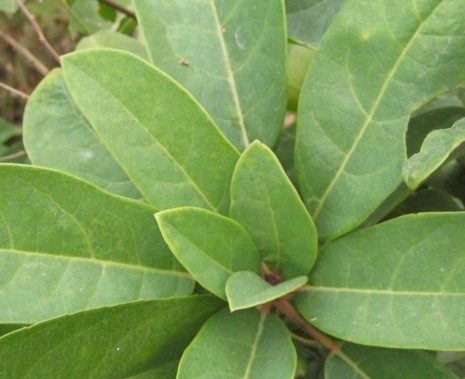 牛耳枫根功效作用介绍