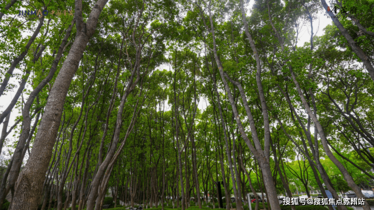苏州狮山金茂府(2025金茂府)楼盘详情-金茂府房价-得房率-容积率2025(一文读懂↓↓↓苏州新区狮山金茂府)定位苏州新区-狮山金茂府最新 ...