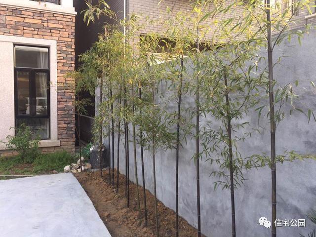 房子前面有花池,院墙边上当然也不能浪费,给它来点绿色还是很有必要的