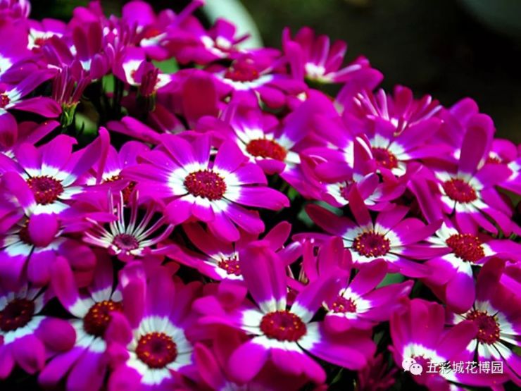 好消息赣州经开区五彩城春节期间试开园